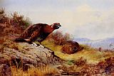 Archibald Thorburn Canvas Paintings - Red Grouse On The Moor